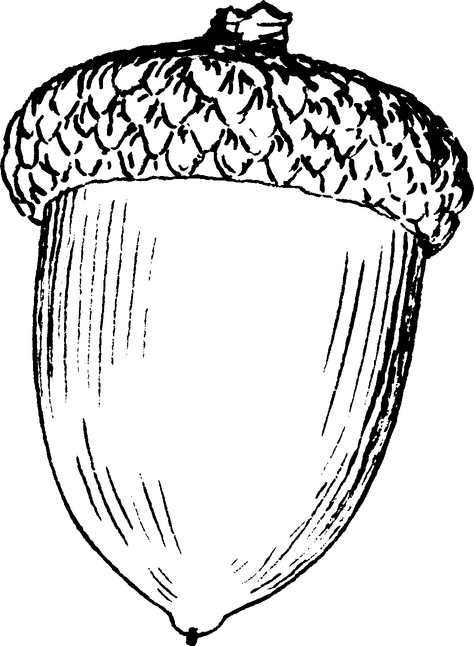 Free Printable Acorn Coloring Pages