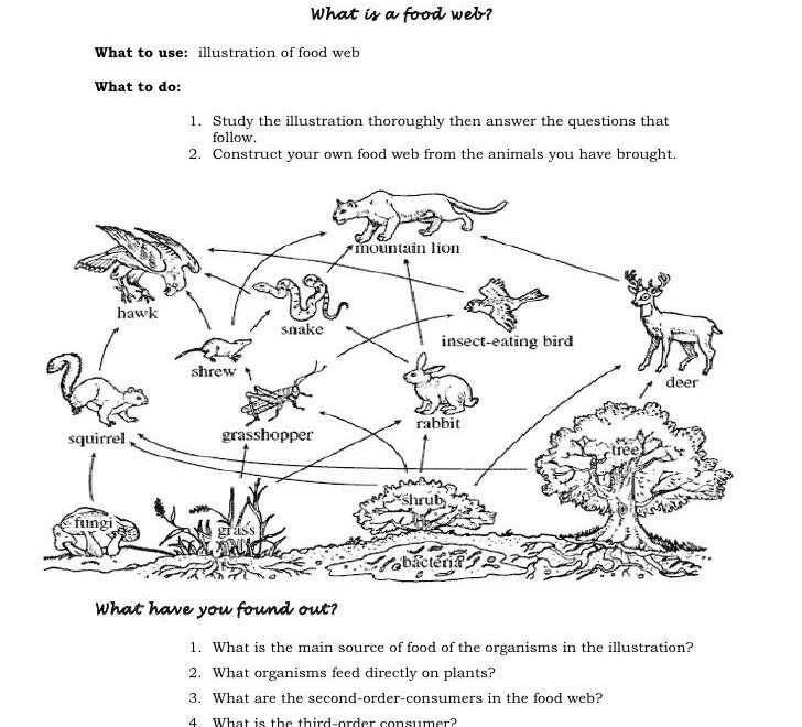 Food Chains And Food Webs Worksheet Worksheet Food Chain Web