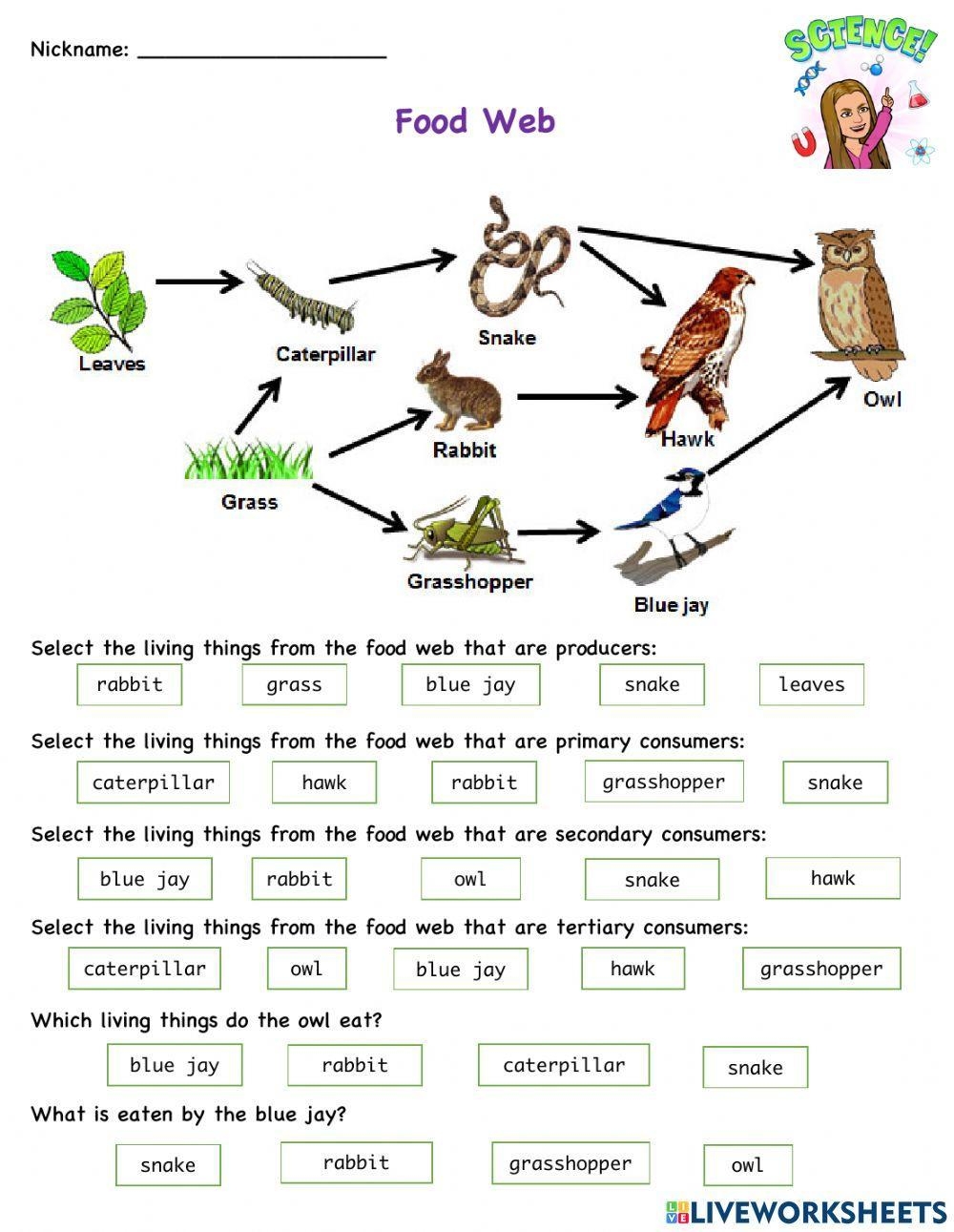 Food Web Printable Worksheet Middle School