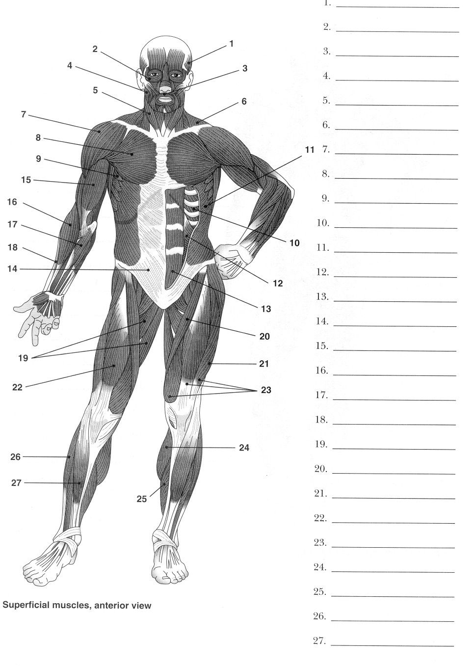 Free Printable Muscle Worksheets