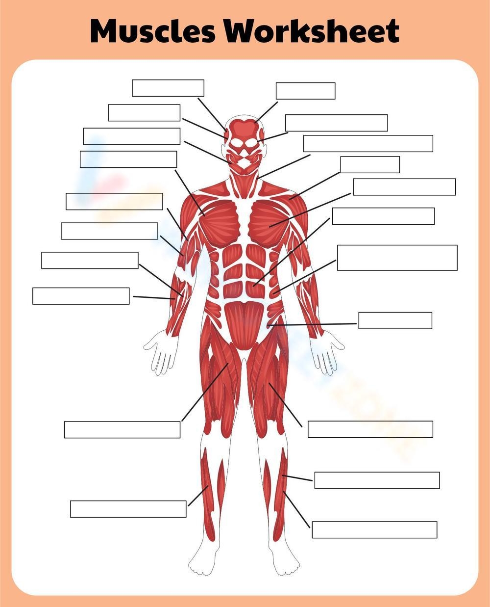 Free Printable Muscular System Worksheet Collection