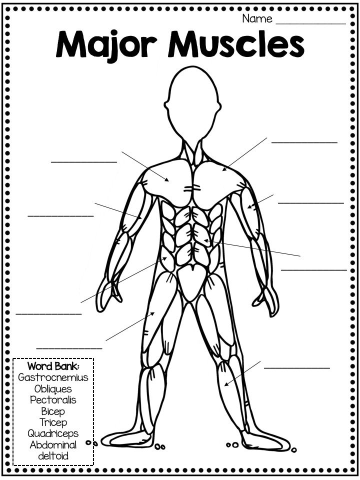 Free Printable Muscular System Worksheet