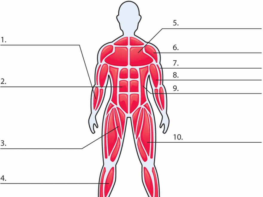 Free Printable Muscular System Worksheets