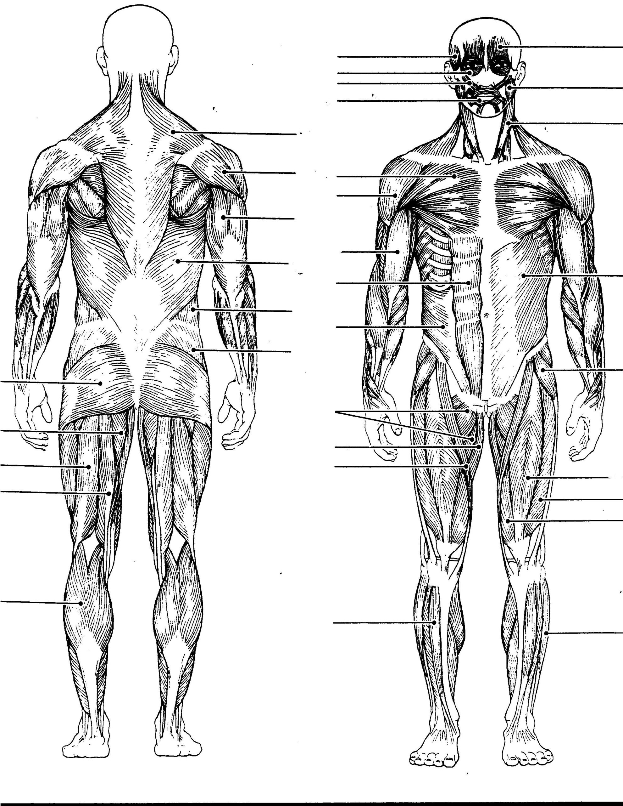 Free Printable Muscular System Worksheets