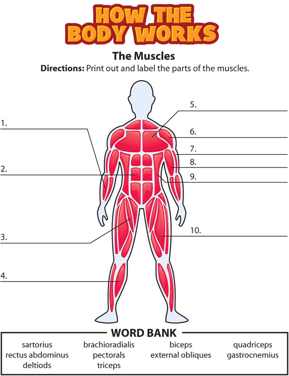 Free Printable Muscular System Worksheets