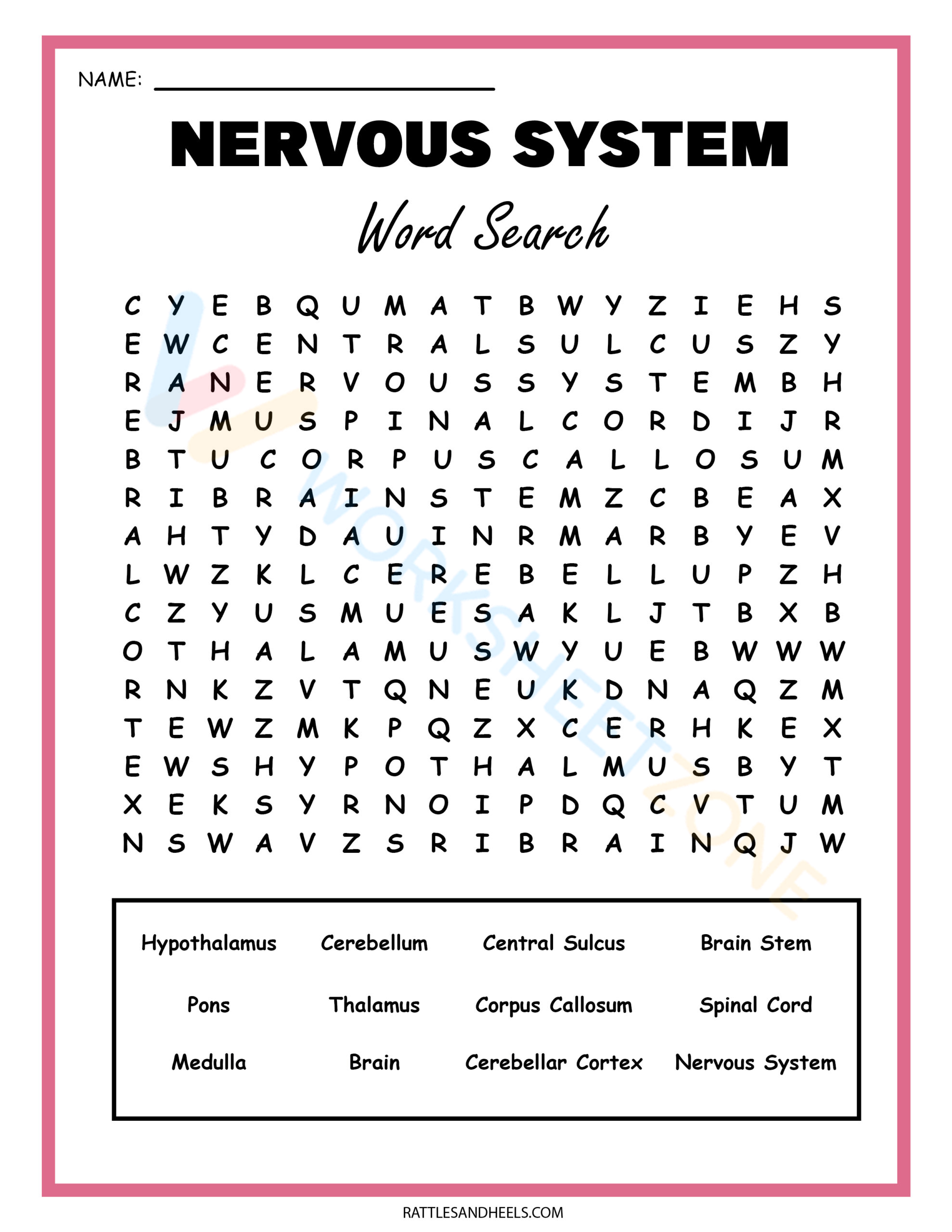 Free Printable Nervous System Worksheet Collection