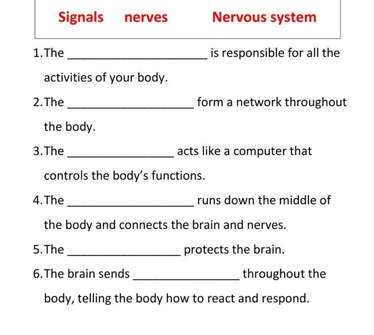 Free Printable Nervous System Worksheets