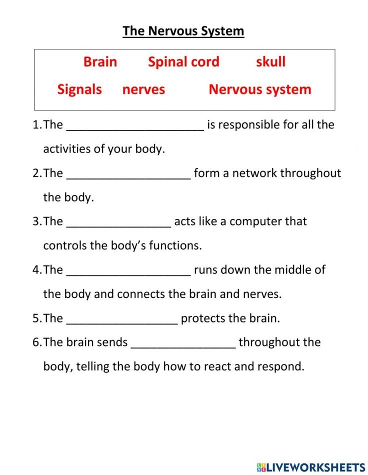 Free Printable Nervous System Worksheets
