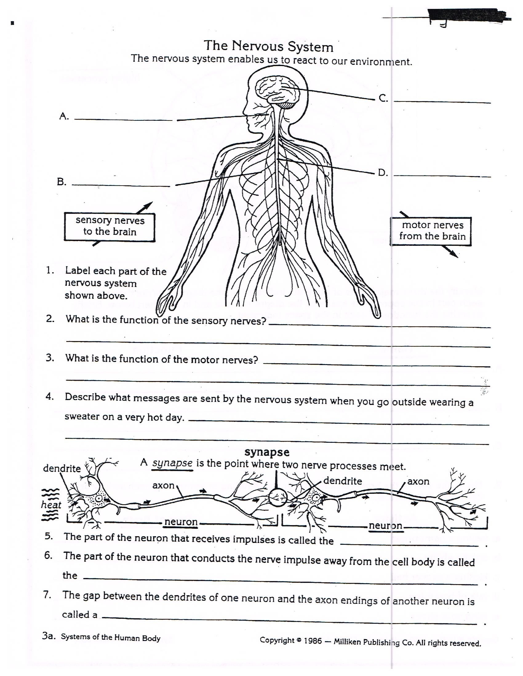 Printable Nervous System Worksheets