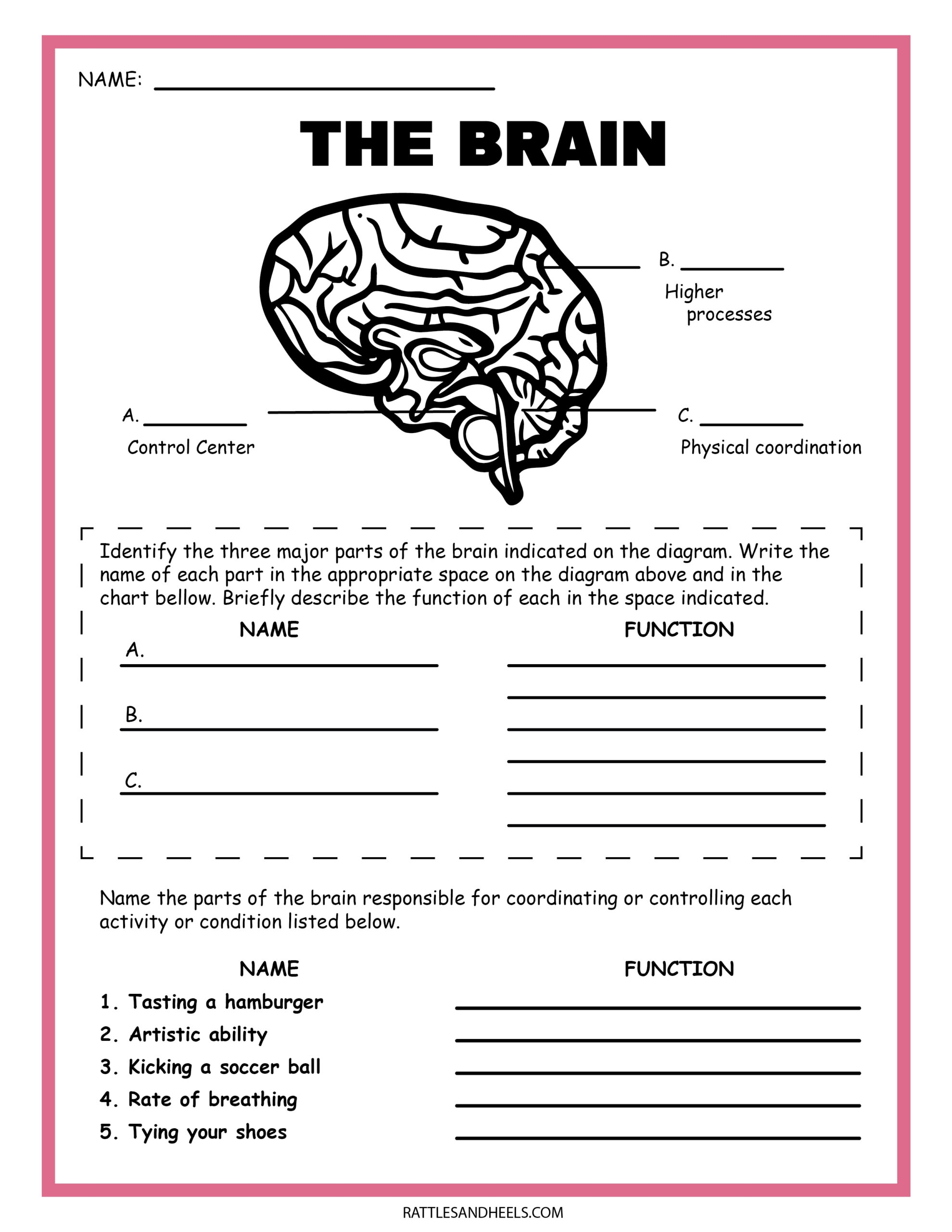 Our Nervous System For Class 5 Worksheet