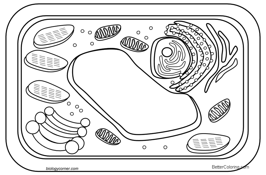 Plant Cell Coloring Pages Free Printable Coloring Pages