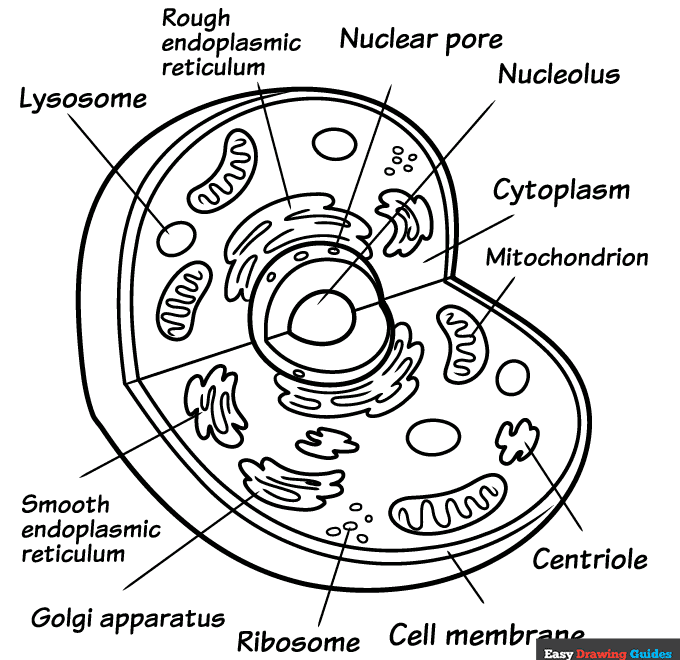 Plant Vs Animal Cell Coloring Pages