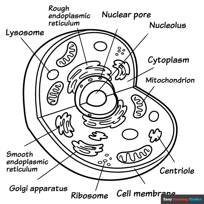 Plant Vs Animal Cell Coloring Pages