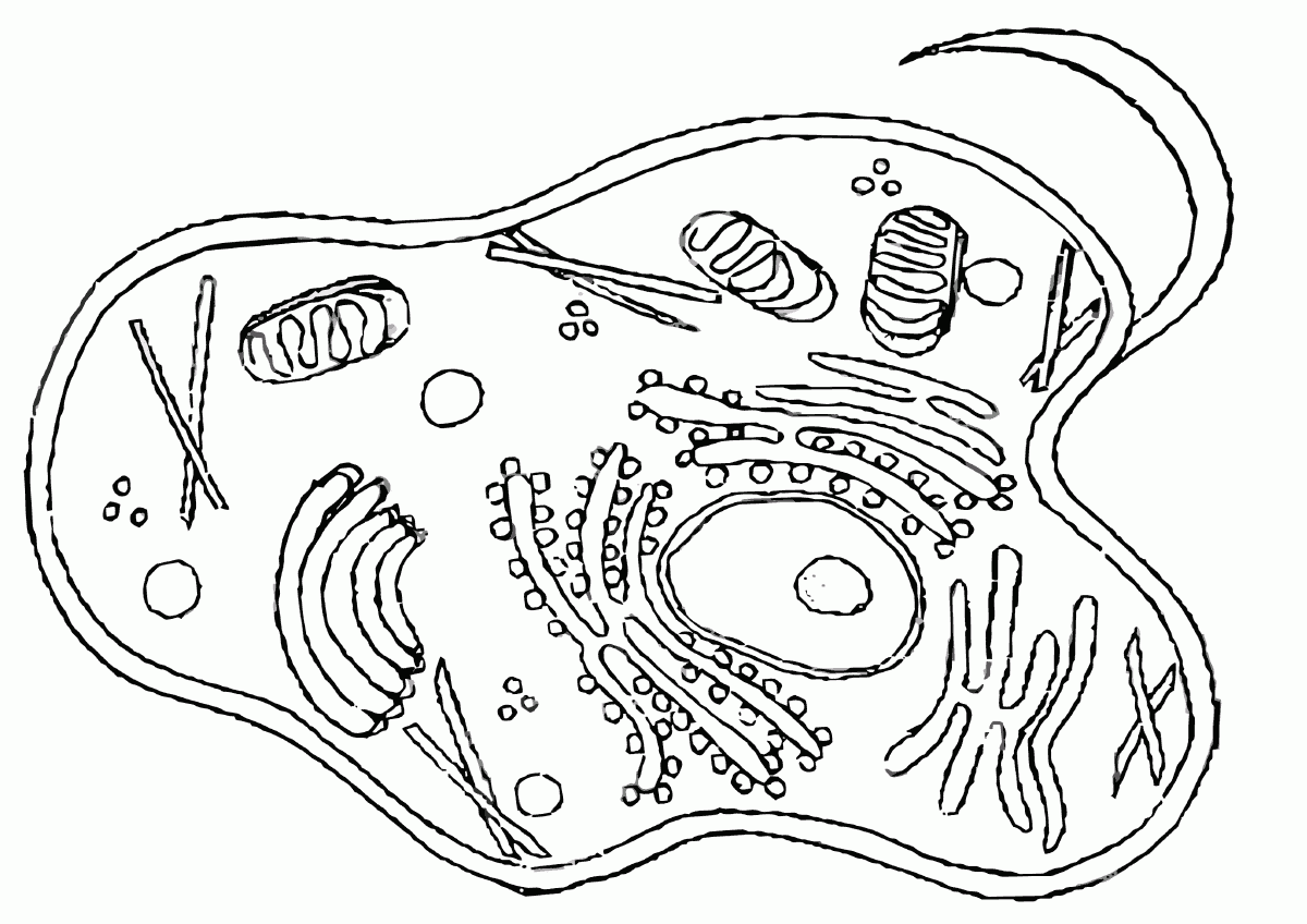 Free Printable Coloring Cells
