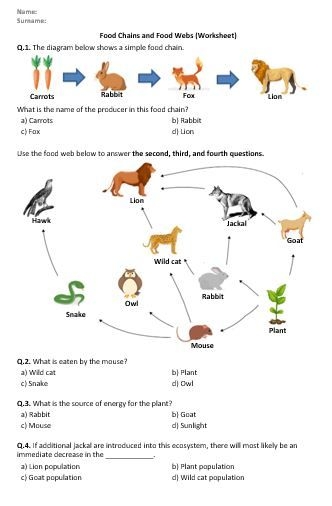 This Worksheet Contains Basic Conceptual Questions About Food Chains 
