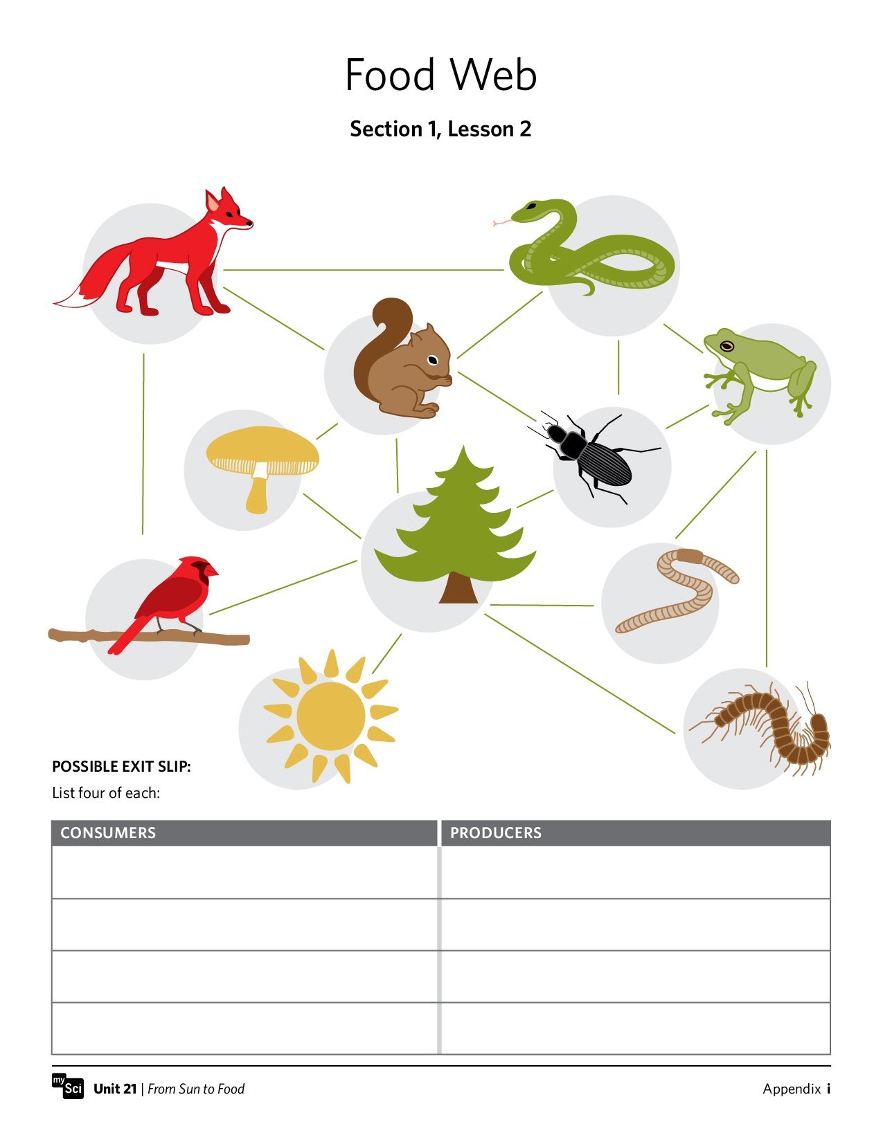 Worksheet Food Web Food Webs And Food Chains Worksheet